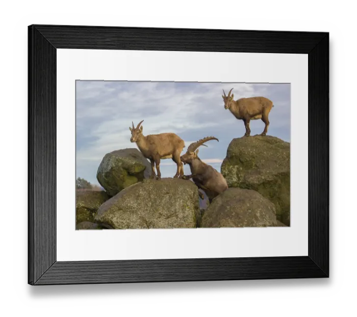 Framed Print : Two ibex (Capra ibex), a male and a female Framed Print : Two ibex (Capra ibex), a male and a female