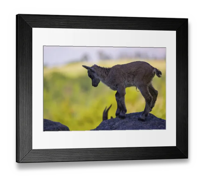 Framed Print : One baby ibex (Capra ibex) stands on a rock Framed Print : One baby ibex (Capra ibex) stands on a rock