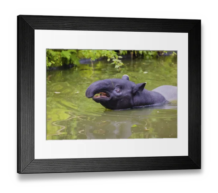 Framed Print : A Malayan tapir (Acrocodia indica) stands in the shallow water of a river Framed Print : A Malayan tapir (Acrocodia indica) stands in the shallow water of a river