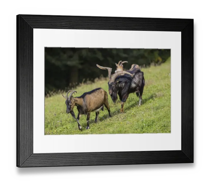 Framed Print : One male Tauernschecke goat, Capra aegagrus hircus