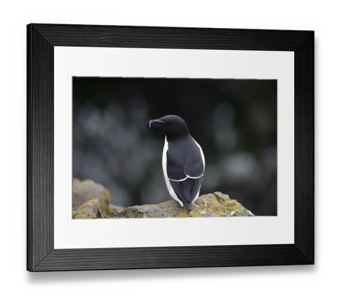Framed Print : One Razorbill (Alca torda) standing on a coastal cliff in Latrabjarg