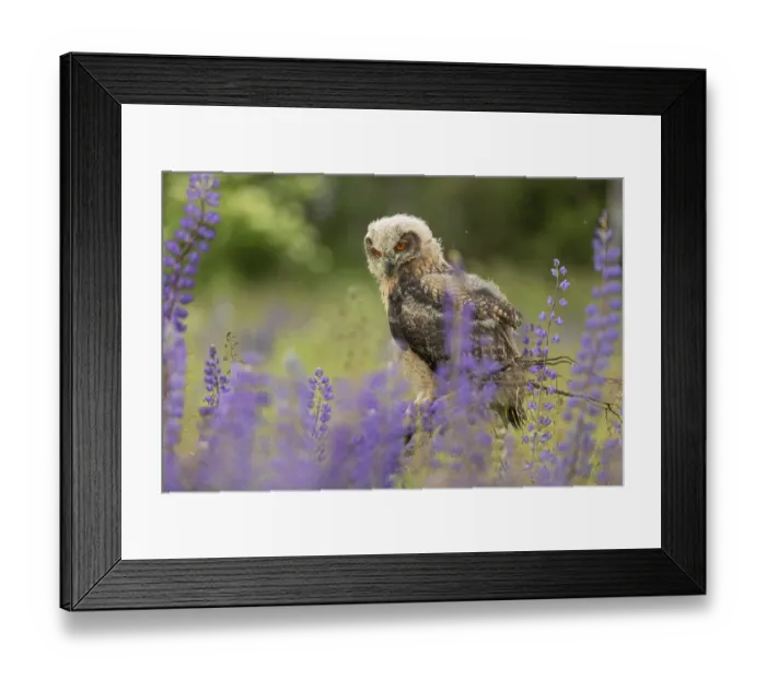 Framed Print : One young Eurasian Eagle Owl, Bubo bubo Framed Print : One young Eurasian Eagle Owl, Bubo bubo
