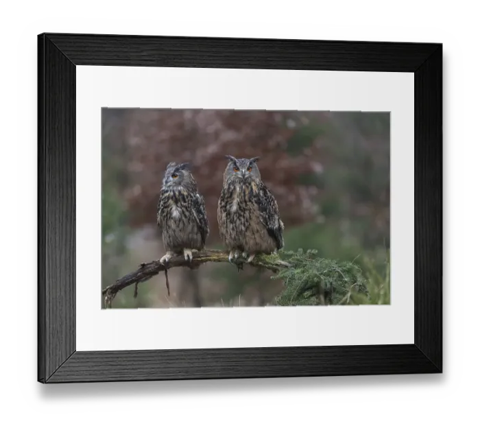 Framed Print : One female and one male Eurasian Eagle Owl Framed Print : One female and one male Eurasian Eagle Owl