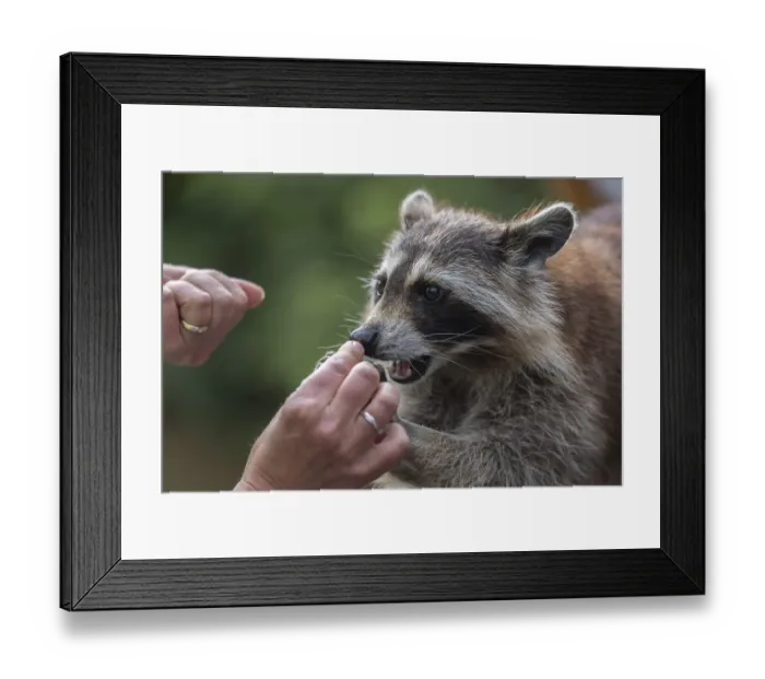 Framed Print : One Raccoon, procyon lotor, taking food out of a tourists hand