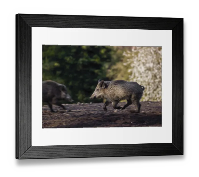 Framed Print : A wild boar (Sus scrofa) runs across a clearing