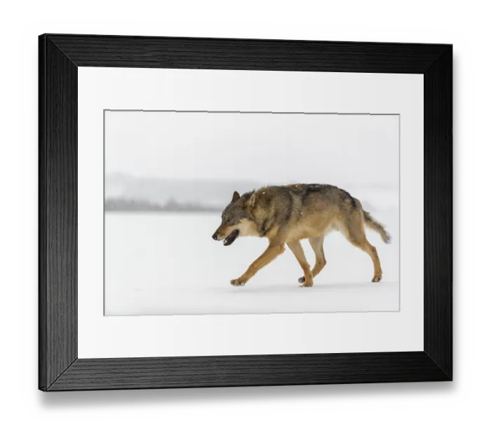Framed Print : One male eurasian gray wolf (Canis lupus lupus) walking thru deep snow during snow fall