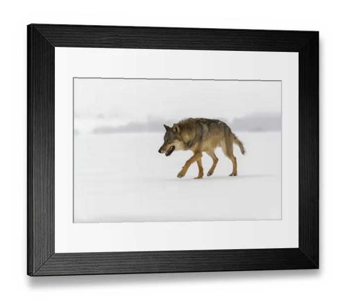 Framed Print : One male eurasian gray wolf (Canis lupus lupus) walking thru deep snow during snow fall