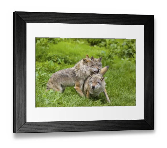 Framed Print : Three adult male eurasian gray wolves (Canis lupus lupus) Framed Print : Three adult male eurasian gray wolves (Canis lupus lupus)