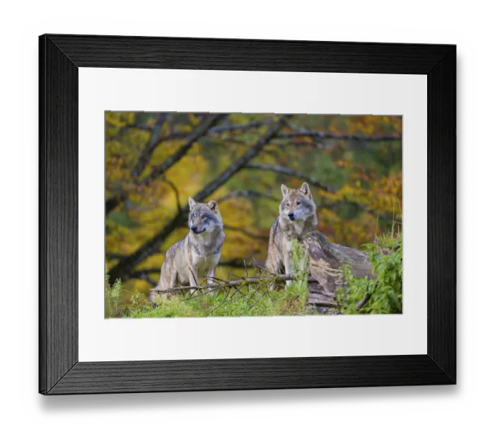 Framed Print : Two eurasian gray wolves (Canis lupus lupus) Framed Print : Two eurasian gray wolves (Canis lupus lupus)