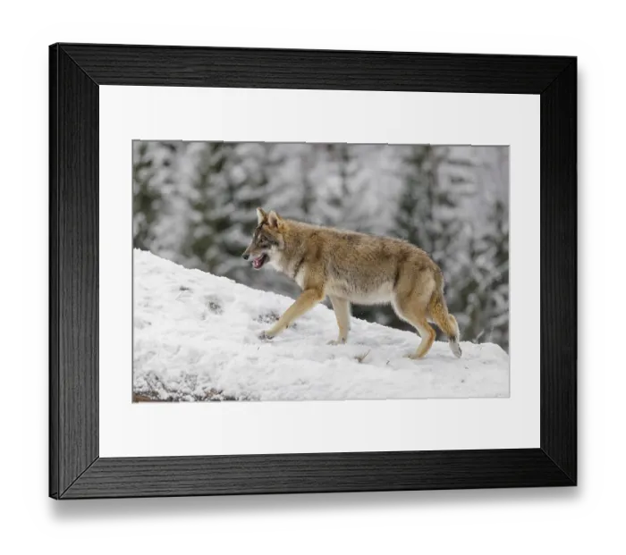 Framed Print : A young grey wolf (Canis lupus lupus) runs across the sloping