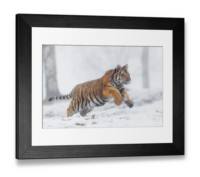 Framed Print : One young Siberian Tiger, Panthera tigris altaica