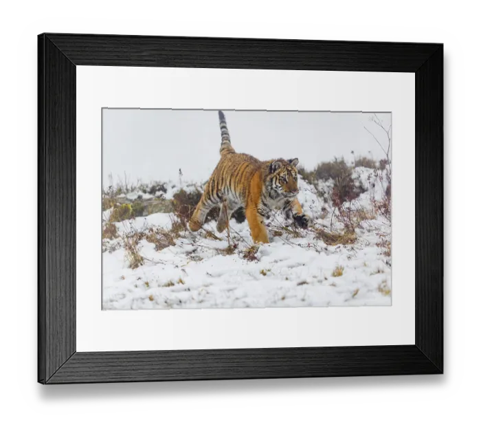 Framed Print : One young Siberian Tiger, Panthera tigris altaica