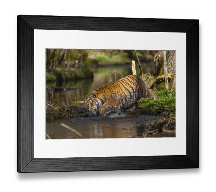 Framed Print : One young female Siberian Tiger Framed Print : One young female Siberian Tiger