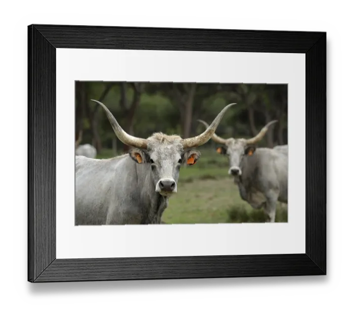 Framed Print : Maremma cattle, cows, Parco Regionale della Maremma Framed Print : Maremma cattle, cows, Parco Regionale della Maremma