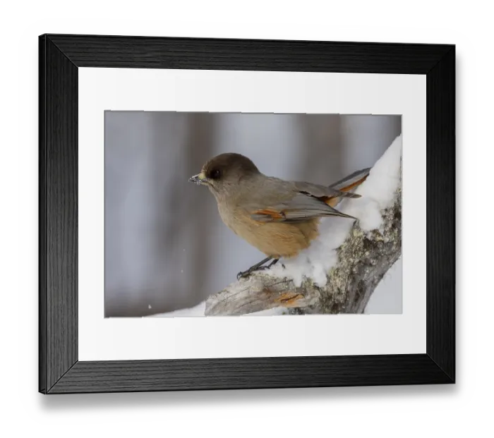 Framed Print : Siberian jay (Perisoreus infaustus) Framed Print : Siberian jay (Perisoreus infaustus)