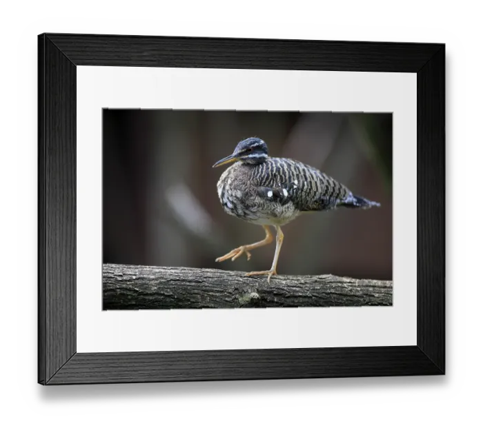 Framed Print : Sunbittern (Eurypyga helias), page