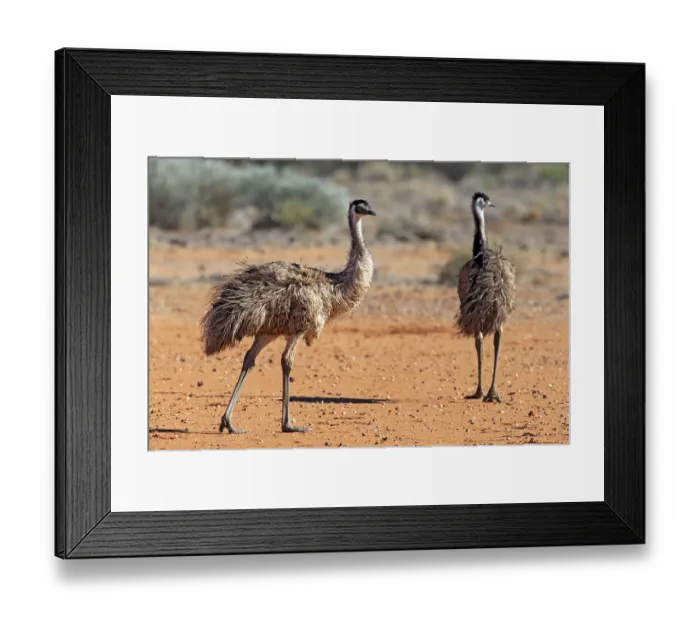Framed Print : Emu (Dromaius novaehollandiae)
