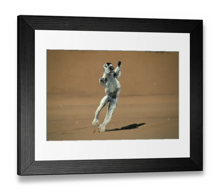 Framed Print : Verreaux's Sifaka (Propithecus verreauxi) Framed Print : Verreaux's Sifaka (Propithecus verreauxi)