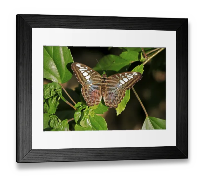 Framed Print : Clipper or Malaysian Blue butterfly (Parthenos sylvia violacea)