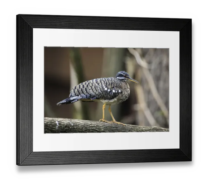 Framed Print : Sunbittern (Eurypyga helias), adult