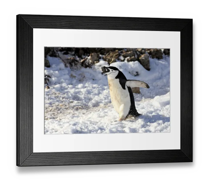 Framed Print : Chinstrap Penguin (Pygoscelis antarctica)