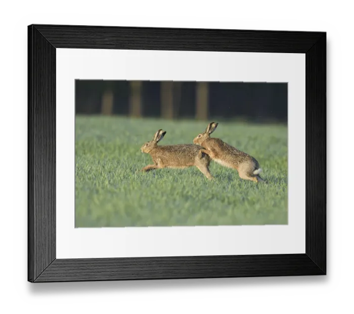 Framed Print : Two European hares (Lepus europaeus) in the field