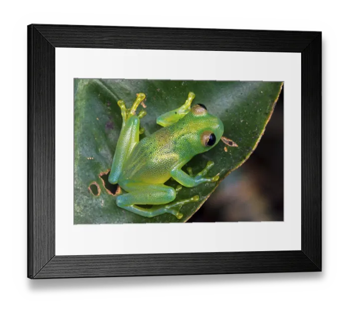 Framed Print : Grainy Cochran Frog, Granular Glass Frog (Cochranella granulosa) (Centrolenella granulosa) on leaf