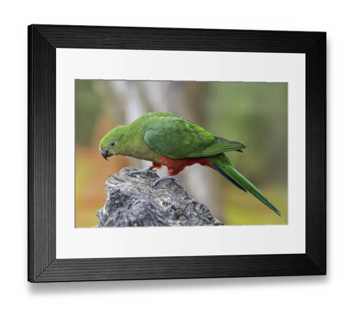Framed Print : Australian king parrot (Alisterus scapularis) female