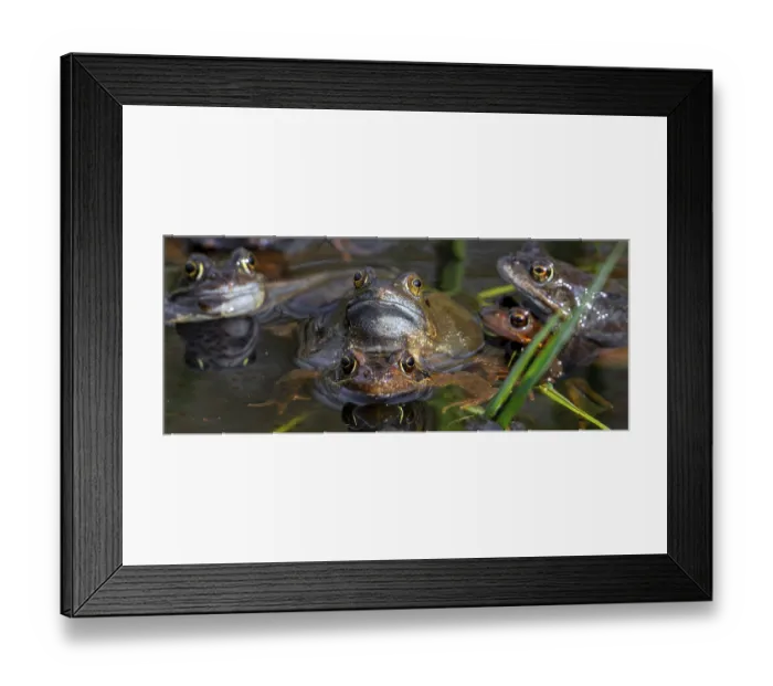 Framed Print : European common frogs, brown frogs and grass frog pairs (Rana temporaria) in amplexus gathering in pond during spawning Framed Print : European common frogs, brown frogs and grass frog pairs (Rana temporaria) in amplexus gathering in pond during spawning