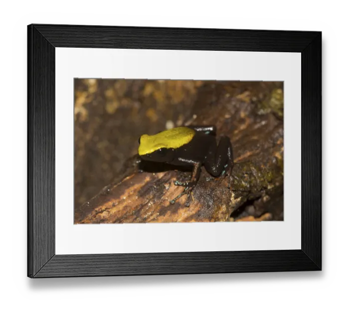 Framed Print : Climbing mantella (Mantella laevigata) amongst foliage Framed Print : Climbing mantella (Mantella laevigata) amongst foliage