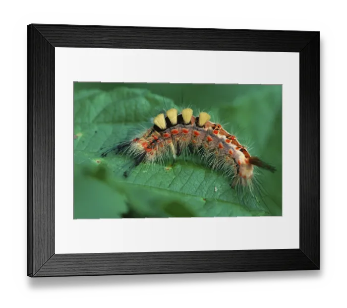 Framed Print : Vapourer (Orgyia antiqua) Moth caterpillar