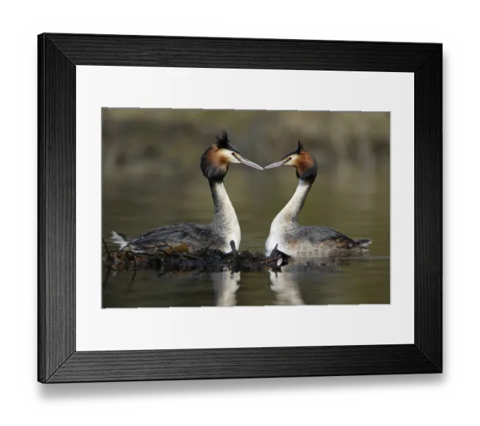 Framed Print : Great Crested Grebes (Podiceps cristatus) Framed Print : Great Crested Grebes (Podiceps cristatus)