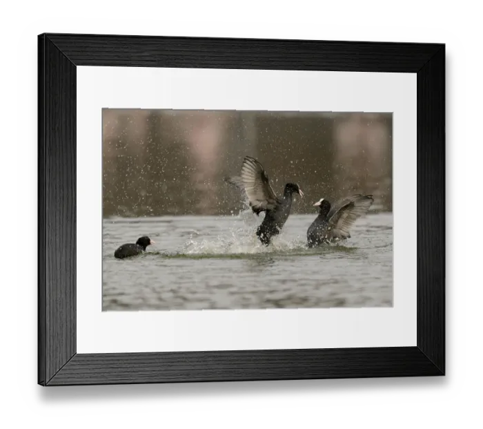 Framed Print : Coots, Fulicia atra, Germany, Europe Framed Print : Coots, Fulicia atra, Germany, Europe