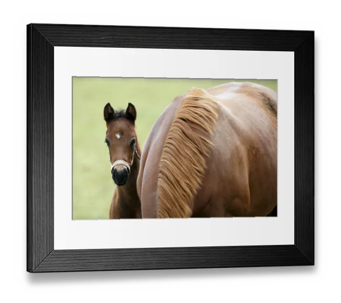 Framed Print : English thoroughbred horse, racehorse