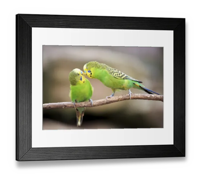 Framed Print : Budgerigar (Melopsittacus undulatus), captive Framed Print : Budgerigar (Melopsittacus undulatus), captive