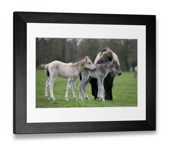 Framed Print : Wild Horse Duelmen, Foal, Duelmen