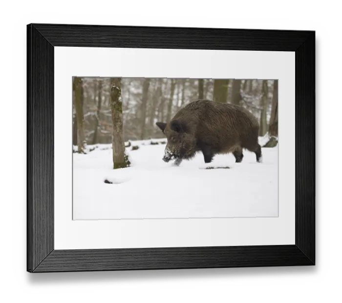 Framed Print : Wild boar (Sus scrofa) in winter
