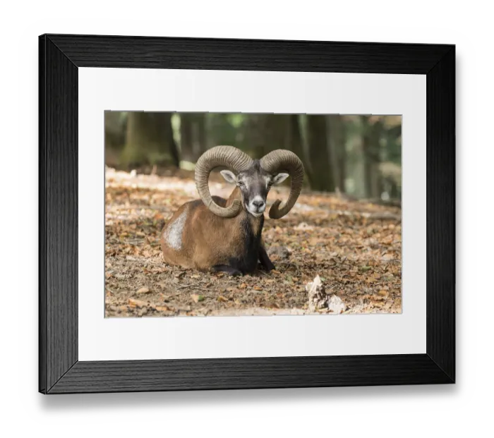 Framed Print : European mouflon (Ovis orientalis musimon)