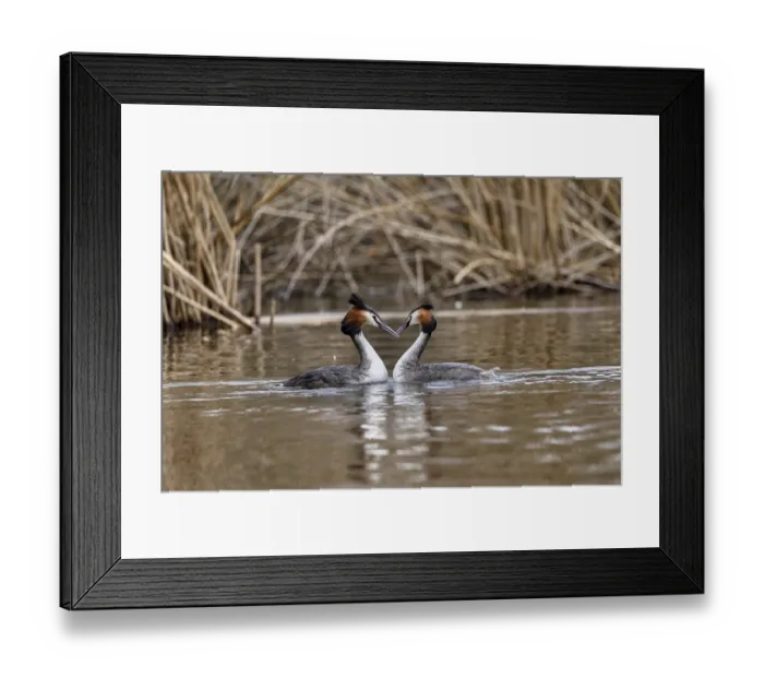 Framed Print : Great Crested Grebe (Podiceps cristatus)