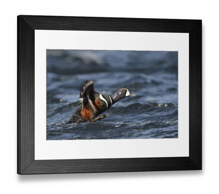 Framed Print : Harlequin duck (Histrionicus histrionicus)