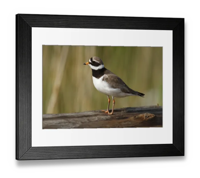 Framed Print : Ringed Plover (Charadrius hiaticula)