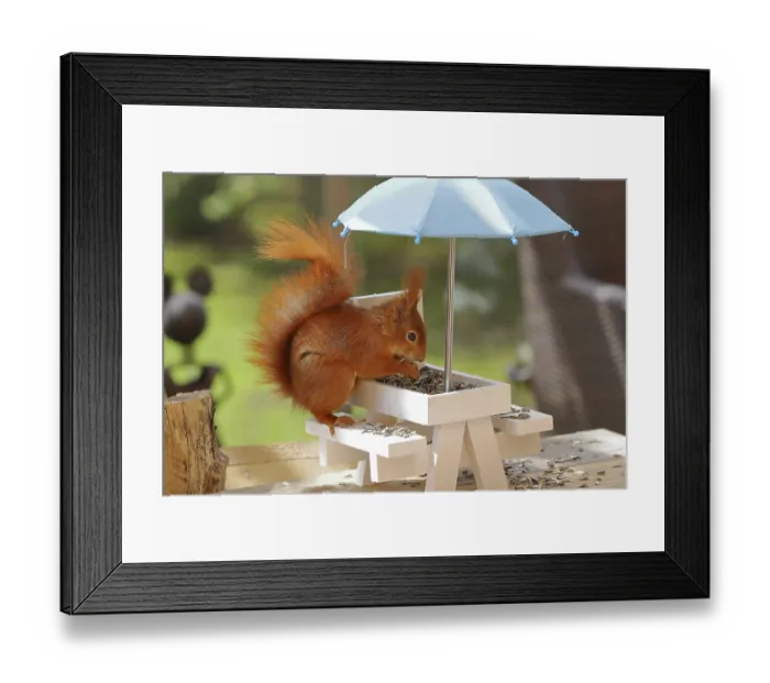 Framed Print : Eurasian red squirrel (Sciurus vulgaris) Framed Print : Eurasian red squirrel (Sciurus vulgaris)