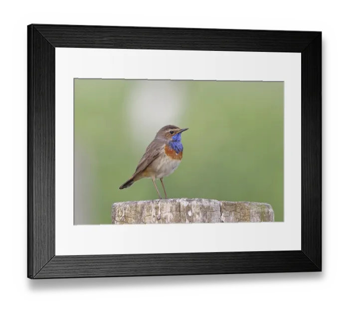 Framed Print : Bluethroat (Luscinia svecica cyanecula)