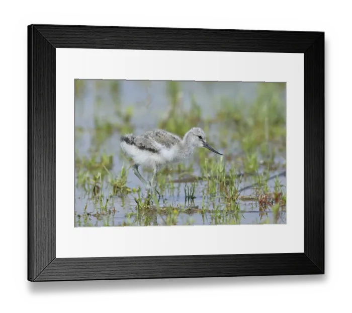 Framed Print : Avocet (Recurvirostra avosetta) Young bird foraging in the shore zone at the lake