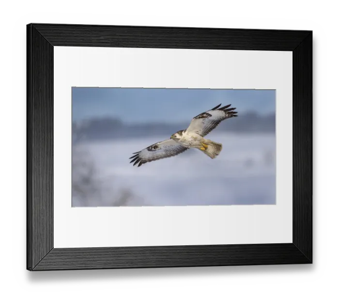 Framed Print : Buzzard (Buteo buteo), white morph Framed Print : Buzzard (Buteo buteo), white morph