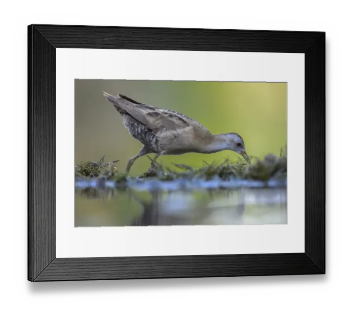 Framed Print : Little Crake (Porzana parva), male