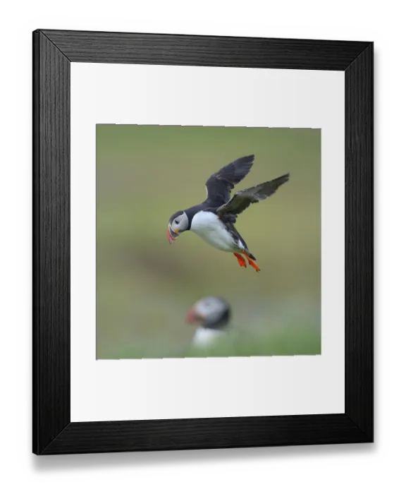 Framed Print : Puffin (Fratercula arctica), flying