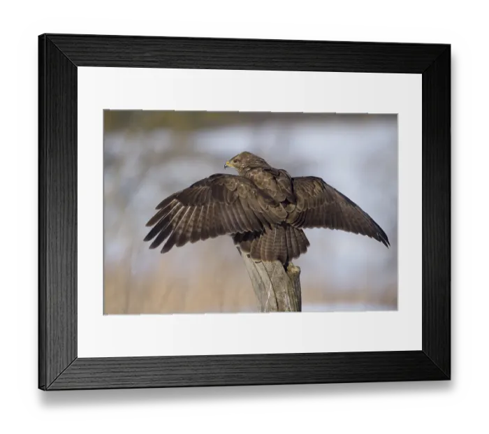 Framed Print : Common buzzard (Buteo buteo) shielding its prey Framed Print : Common buzzard (Buteo buteo) shielding its prey