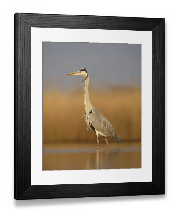 Framed Print : Grey heron (Ardea cinerea), adult standing Framed Print : Grey heron (Ardea cinerea), adult standing