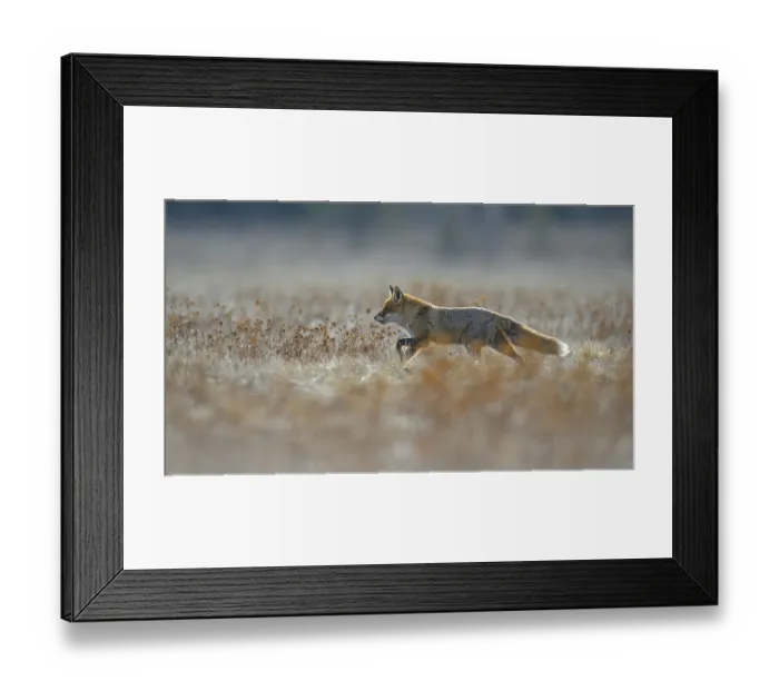 Framed Print : Red fox (vulpes vulpes), running across a meadow Framed Print : Red fox (vulpes vulpes), running across a meadow